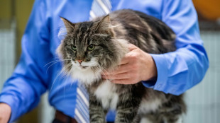 Polizei rettet verirrte Katze von 30 Meter hoher Brücke in Rheinland-Pfalz