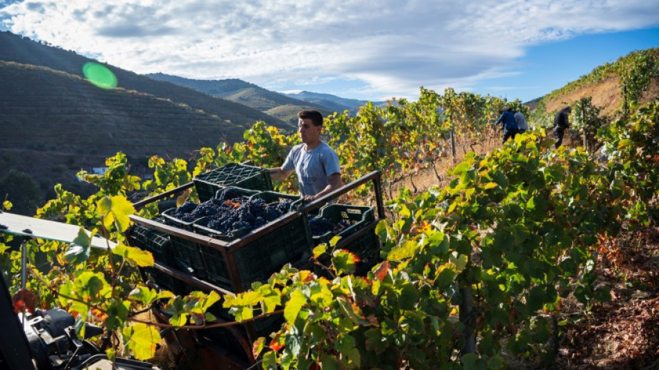 La crise du vin de Porto frappe les viticulteurs du nord du Portugal