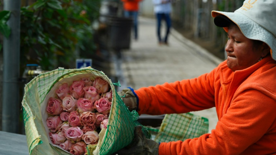 Las rosas ecuatorianas y su carrera de obstáculos para salir al mundo