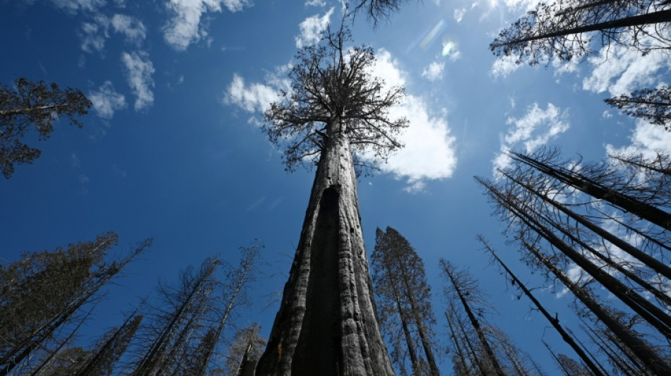 Giant redwoods thriving in the UK: experts