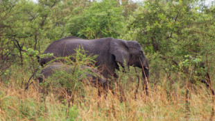 Senegals größter Nationalpark Niokolo-Koba nicht mehr gefährdetes Unesco-Welterbe
