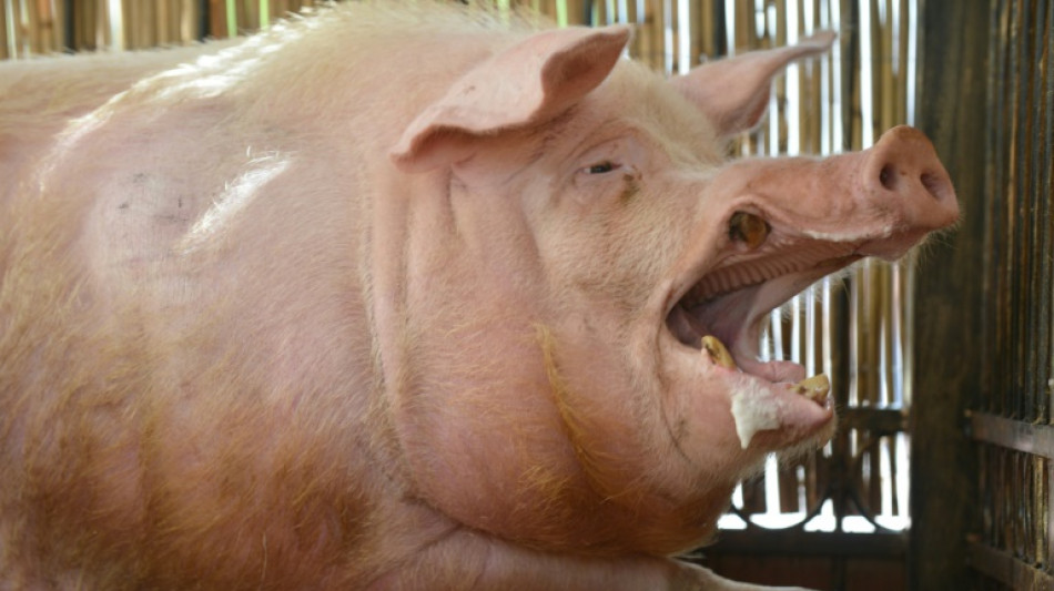 Researchers decode pigs' well-being through oinks and grunts