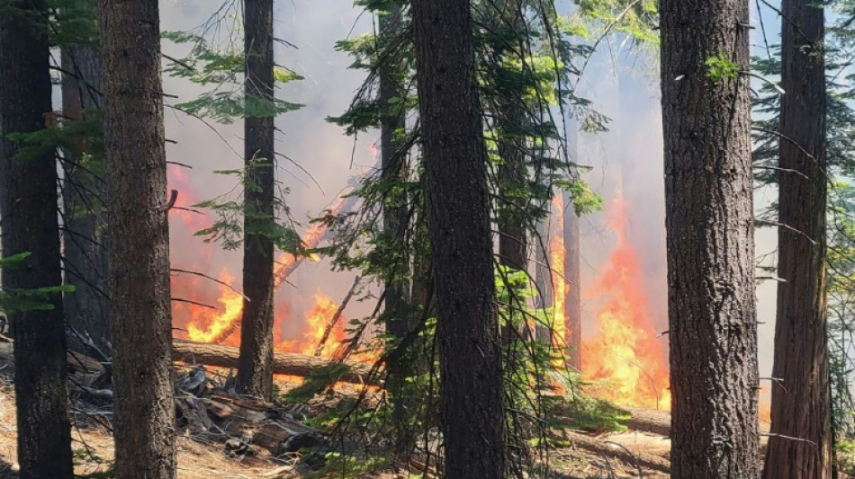 Un incendio forestal amenaza las secuoyas del parque Yosemite, en California