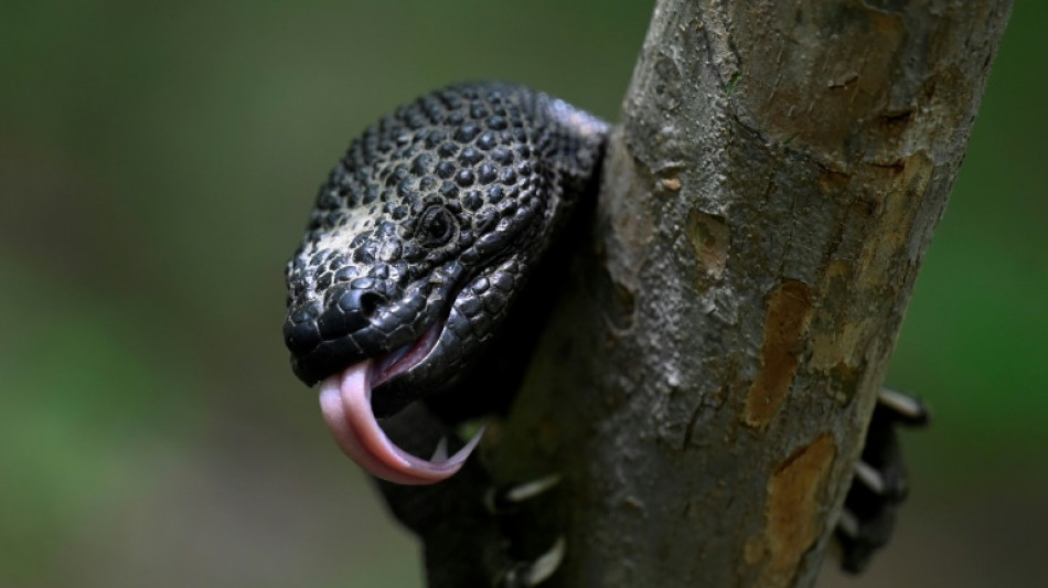 Guatemala busca evitar la extinción del Niño Dormido, un lagarto venenoso