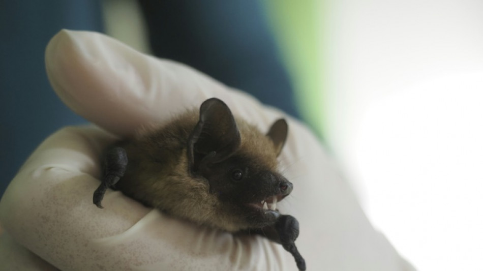 Un retraité néerlandais résout le mystère de l'énorme pénis d'une chauve-souris