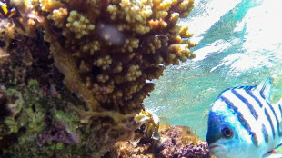 Countries pledge to raise $12 billion to help coral