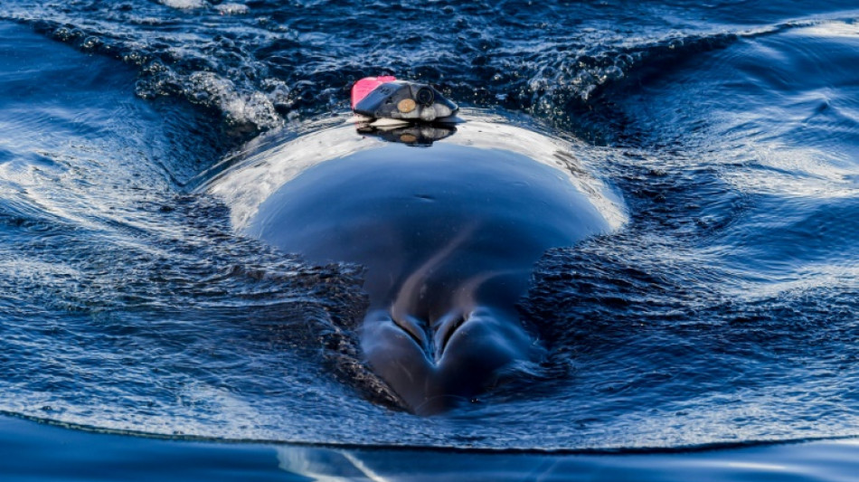 Experiment halted in Norway after whale drowns 