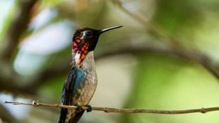 A Cuba, le plus petit oiseau du monde en son jardin