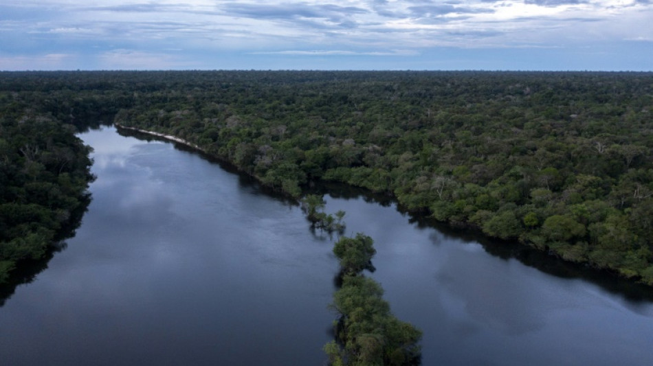 Biodiversité au Brésil: course contre la montre des scientifiques en Amazonie