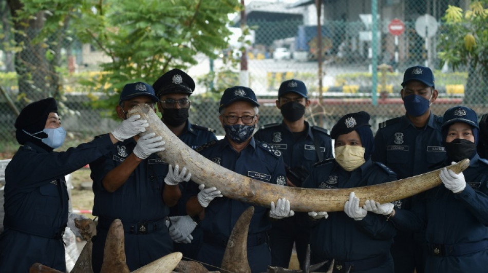 Malaisie: saisie de 18 millions de dollars de défenses, cornes et écailles d'animaux sauvages