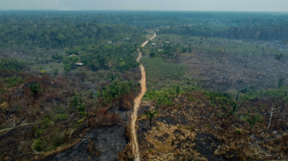 Germany joins pushback to EU anti-deforestation law