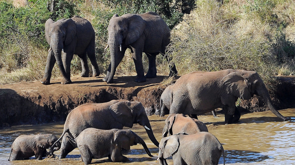 La Namibia vuole abbattere oltre 700 animali selvatici