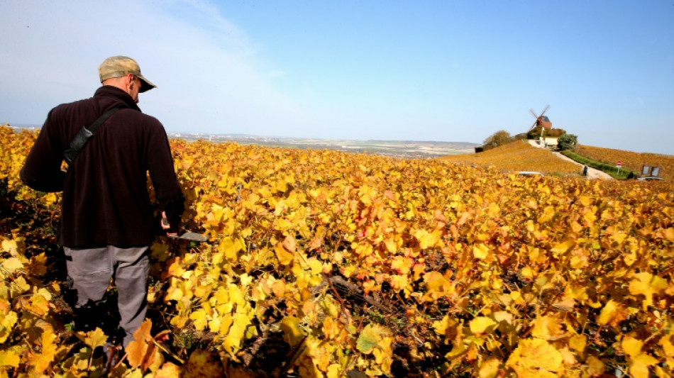 Saisonniers: la Champagne en ordre de bataille pour éviter les "dérives" des vendanges 2023