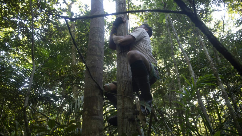 La arriesgada profesión de los escaladores de árboles amazónicos