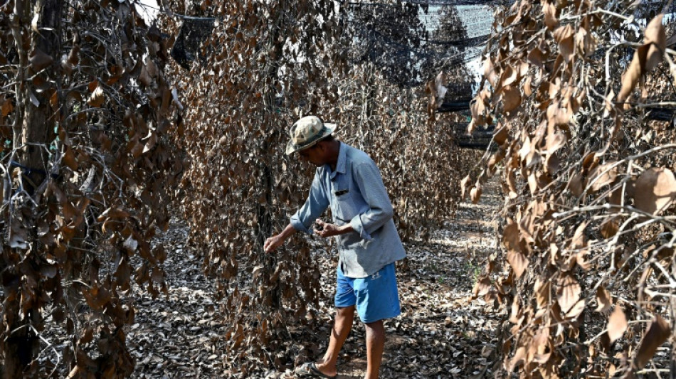 Au Cambodge, le précieux poivre de Kampot en péril face au changement climatique