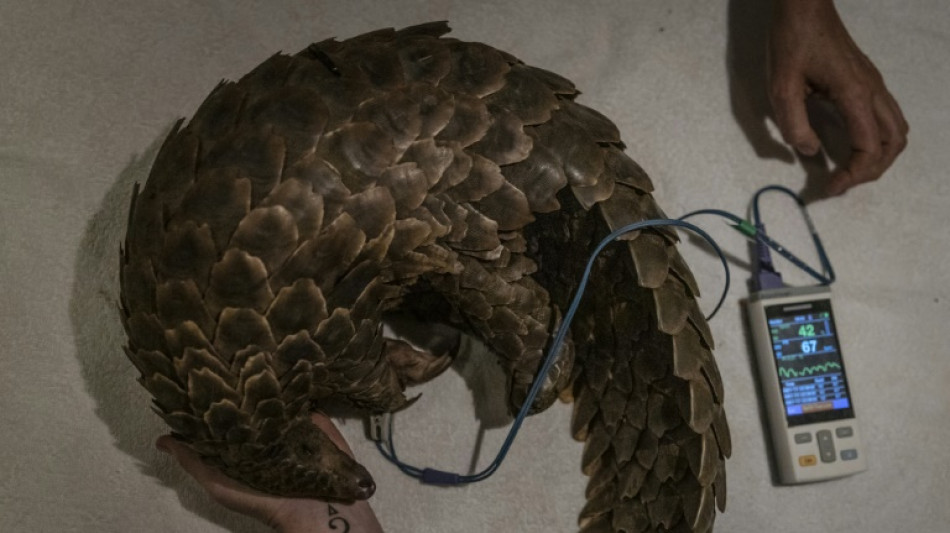 Endangered pangolins get fresh chance in S.African clinic