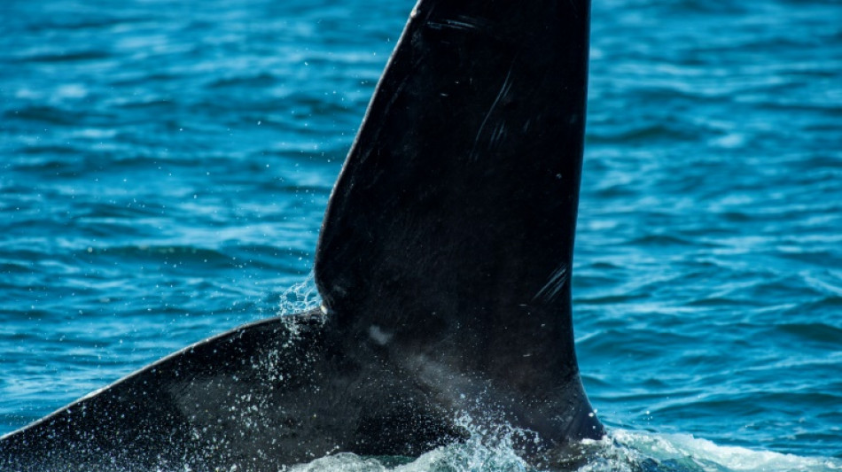 Aumenta la población de ballenas francas del Atlántico Norte, amenazada de extinción