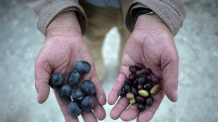 'Stress test': Olive oil producers adapt to climate change