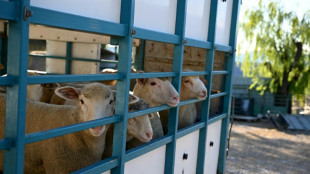 Silence of the lambs as French livestock slaughtered for Easter