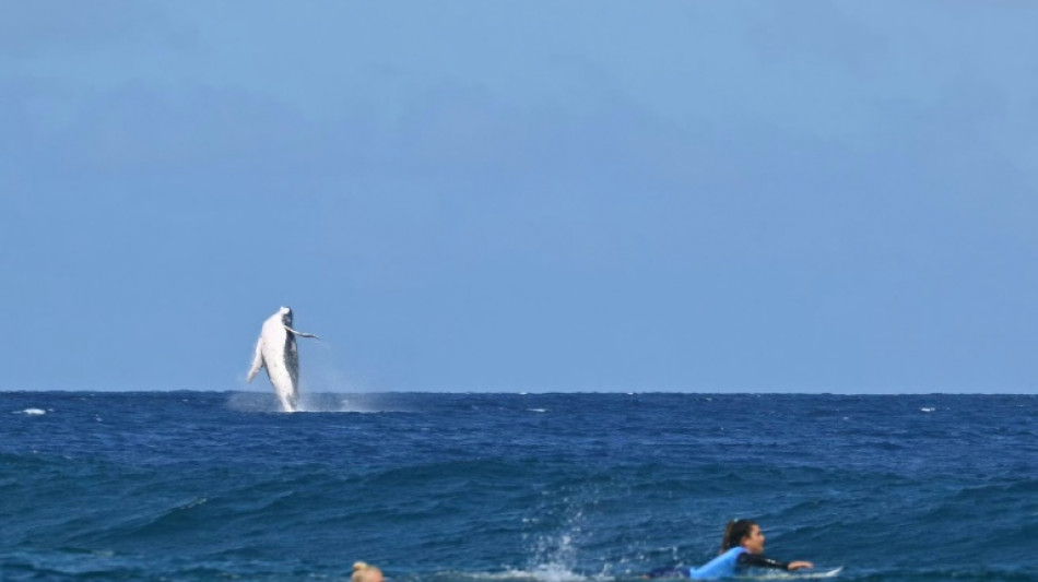 In French Polynesia, boom in whale-based tourism sparks concern