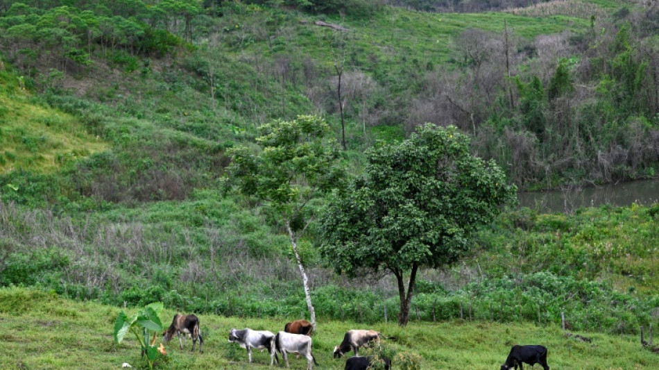 Guatemala decreta emergencia sanitaria animal por gusano barrenador