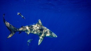 Boy loses part of leg to shark bite off Florida coast