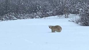 Très rare apparition d'un ours polaire dans le sud du Canada