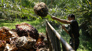 Indonesia's palm oil export ban heats up vegetable oil market