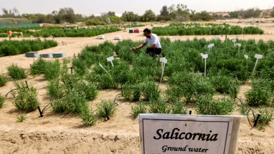 Du désert à l’assiette, les Emirats explorent le potentiel de la salicorne