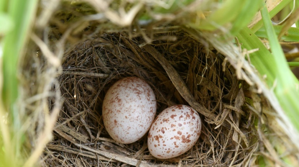Green eggs and scam: Cuckoo finch's long con may be up