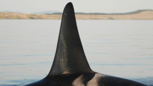 Mama's boys: Elder orca moms protect sons from fights