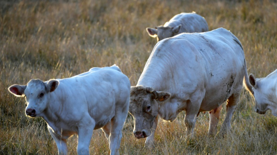 Acordo UE-Mercosul: esperança e medo para agricultores europeus e sul-americanos