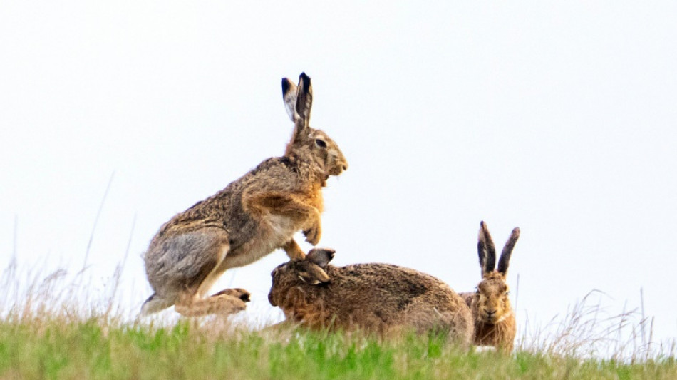 Cute but calamitous: Australia labours under rabbit numbers 