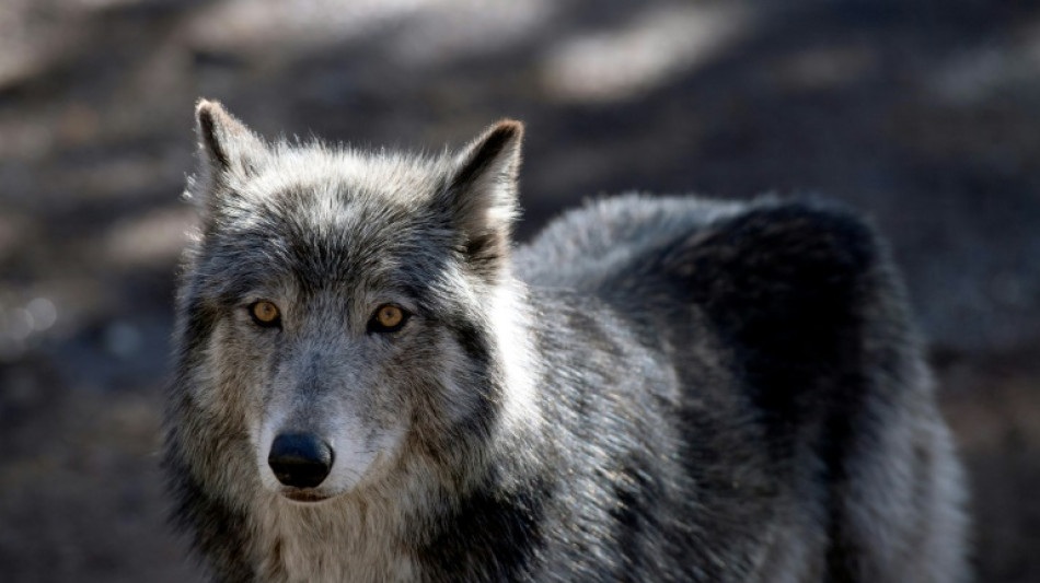 Like dogs, wolves recognize familiar human voices