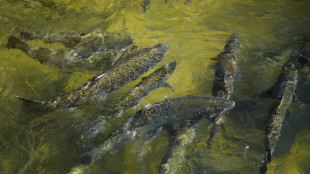 Drought scuppers salmon fishing season in California