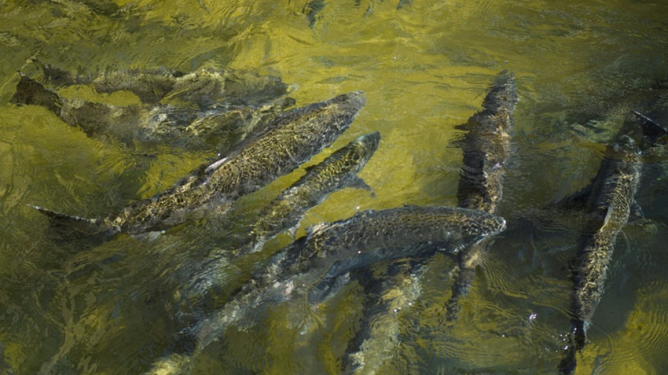 En Californie, la pêche au saumon sabordée par la sécheresse