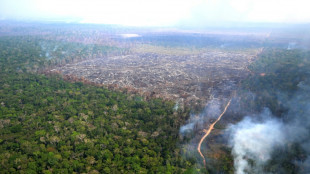 Agriculture intensive et déforestation mènent la planète au "bord du précipice", selon l'ONU