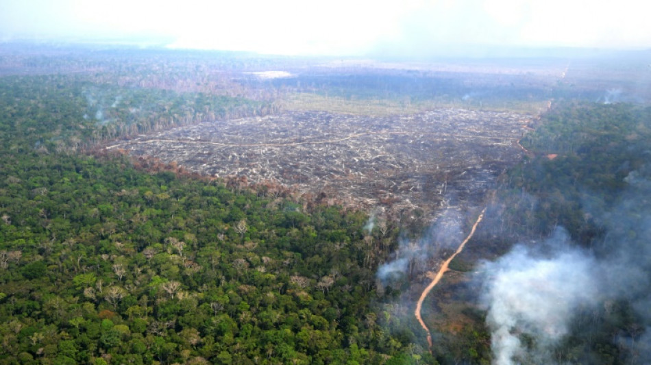 Brazil urges EU to suspend 'punitive' anti-deforestation law 