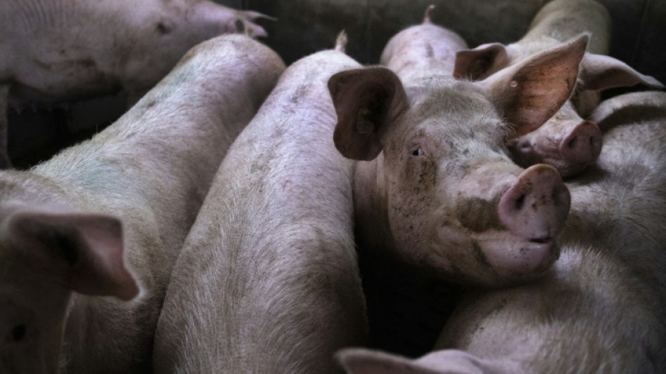 Bundesregierung fordert von EU schärfere Auflagen für Tiertransporte 