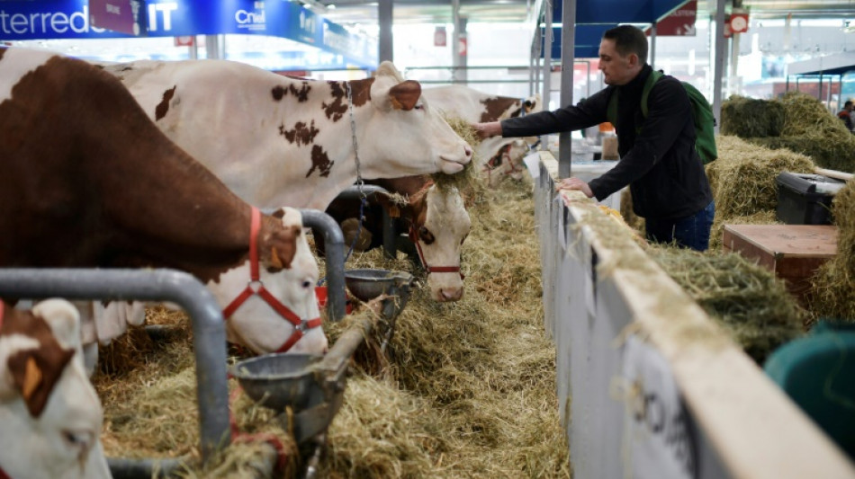 Rinderhalter und Milchviehbetriebe können an Initiative Tierwohl teilnehmen 