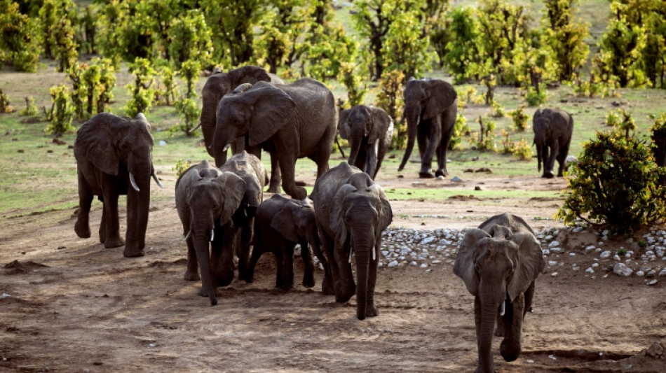 Zimbabwe: 60 personnes tuées par des éléphants cette année