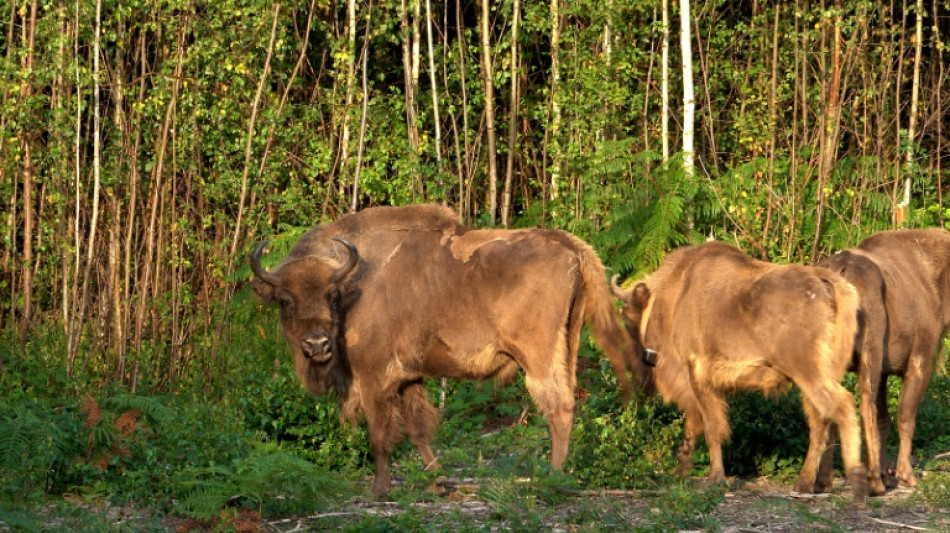Des bisons européens réintroduits en Angleterre