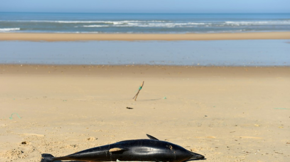 Surmortalité des dauphins: recours auprès de la France et de l'UE pour suspendre la pêche