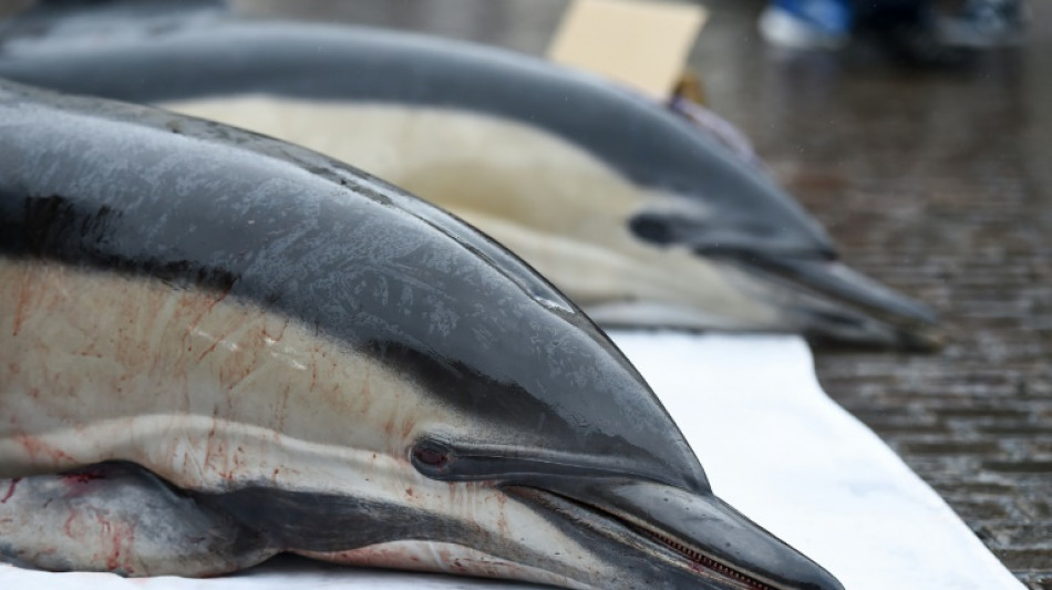 Dauphins: le gouvernement envisage des dérogations pour les fermetures de pêches hivernales