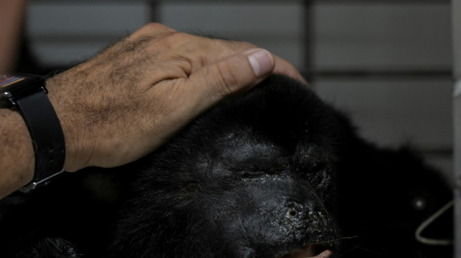 Volunteers race to save Mexico's howler monkeys in heat wave