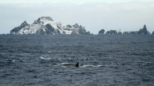 Huge groups of fin whales sign of hope for ocean giants