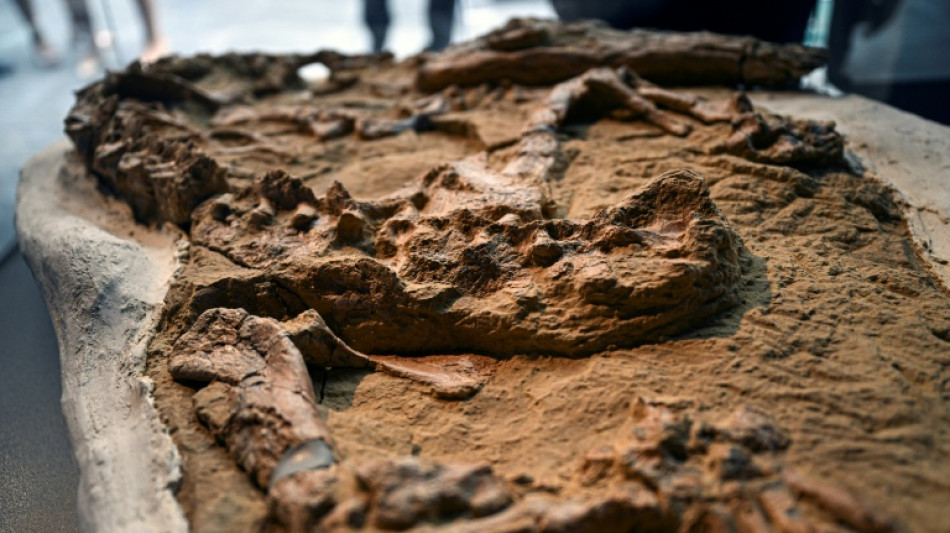 Découverte au Pérou d'un rare fossile de crocodile marin de plus de 10 millions d'années