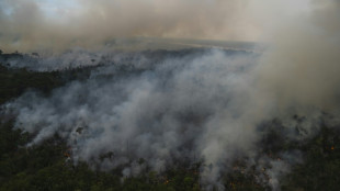 Record deforestation in Brazilian Amazon in February