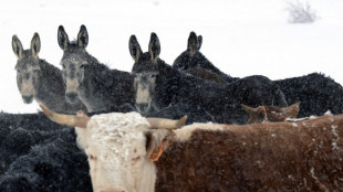 Ranchers battle wolves in Colorado wilds as reintroduction looms