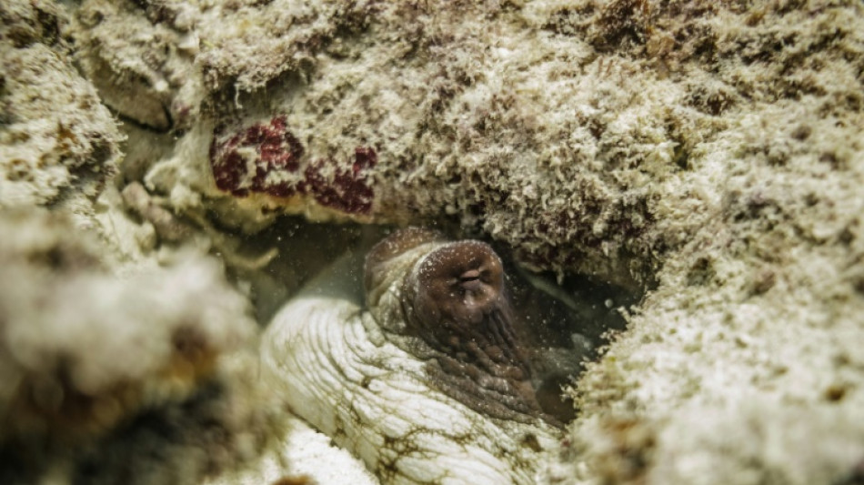 Tierschutzbund kritisiert Pläne für Tintenfische aus Aquakulturen in Spanien